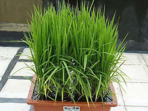 我家菜園新成員 水稻 品種 桃園三號 生長過程全紀錄 語帆部落格 痞客邦