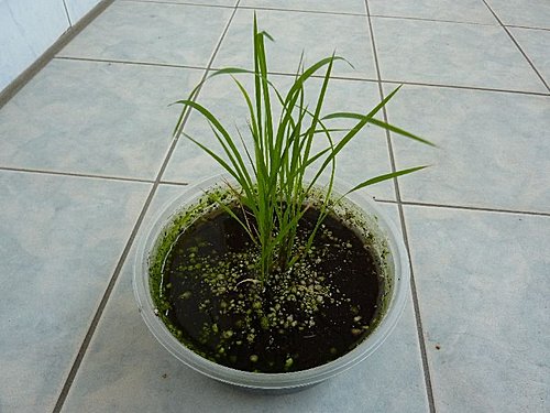 我家菜園新成員 水稻 品種 桃園三號 生長過程全紀錄 語帆部落格 痞客邦