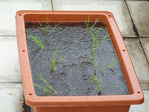 我家菜園新成員 水稻 品種 桃園三號 生長過程全紀錄 語帆部落格 痞客邦