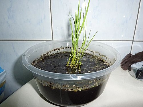 我家菜園新成員 水稻 品種 桃園三號 生長過程全紀錄 語帆部落格 痞客邦