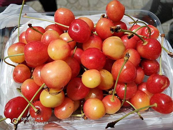 20180703-17北海道_180719_0661.jpg 20180703-17北海道_180719_0661.jpg