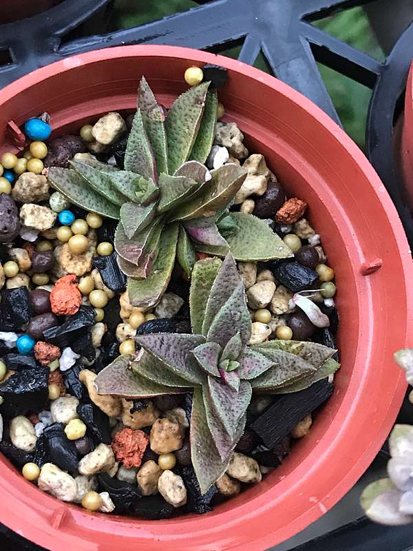 赤鬼城或赫麗 Longfar的部落格 痞客邦