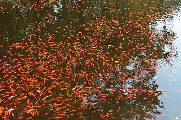 法雨寺 寺前池塘裡的小金魚
