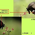 玉帶鳳蝶_雌雄.jpg