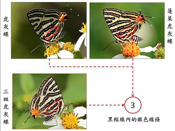 虎灰蝶compare_3.jpg