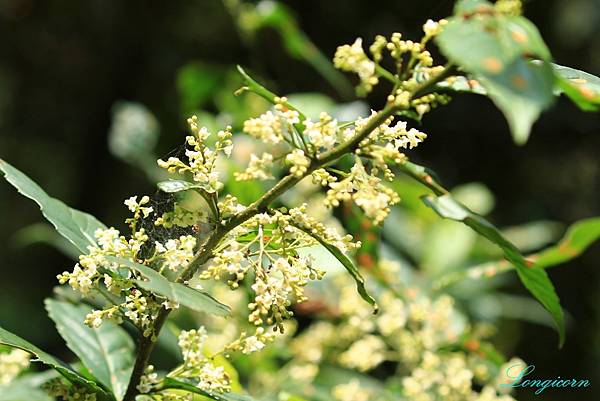 台灣山桂花.jpg