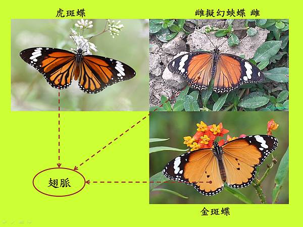 compare_金斑蝶_背面.jpg