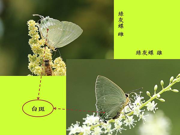 綠小灰蝶_compare.jpg