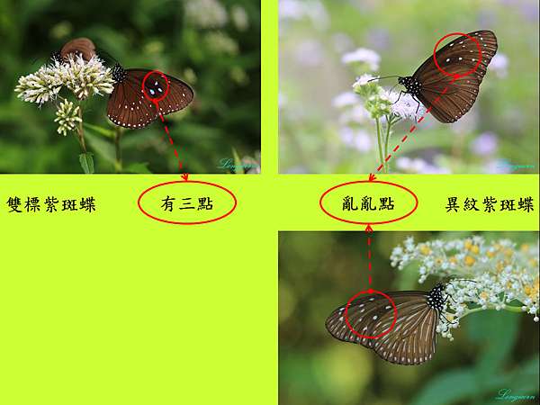 紫斑蝶的辨識江湖一點訣 天牛複眼看世界 痞客邦