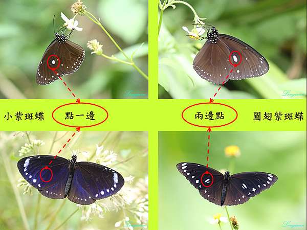 紫斑蝶的辨識江湖一點訣 天牛複眼看世界 痞客邦