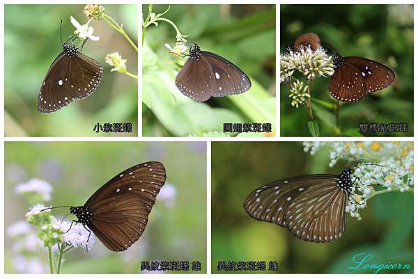 紫斑蝶的辨識江湖一點訣 天牛複眼看世界 痞客邦
