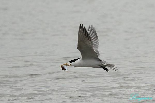 鳳頭燕鷗_抓魚.JPG