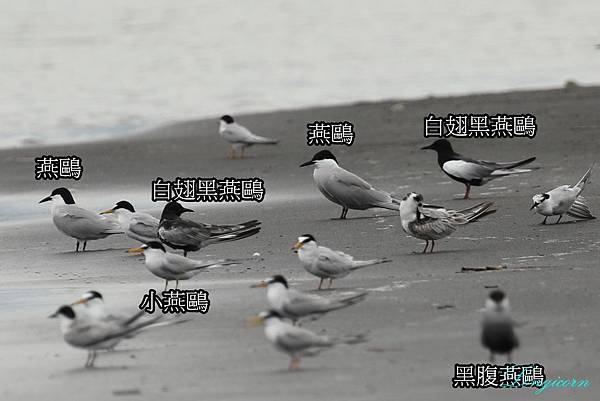 燕鷗比較3.jpg