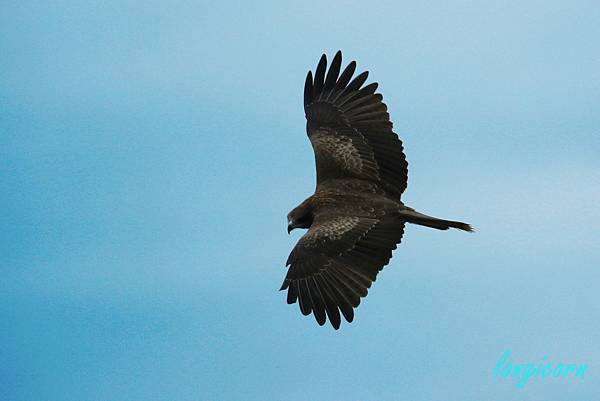 黑鳶.JPG