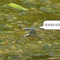 粗腰蜻蜓4.JPG