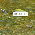 粗腰蜻蜓3.JPG