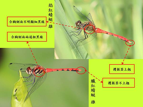 compare_纖紅蜻蜓1.jpg