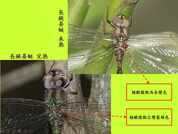 compare_長鋏_完熟未熟.jpg