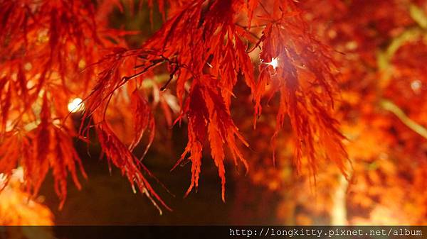 P1040486.JPG P1040486.JPG