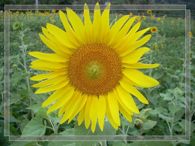 DSCN1420.jpg DSCN1420.jpg