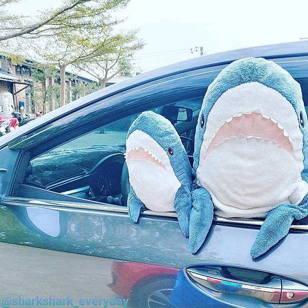 sharkshark_in_Yunlin