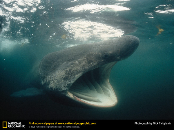 basking-shark (1).jpg