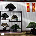 2013台南市盆栽展 027.jpg