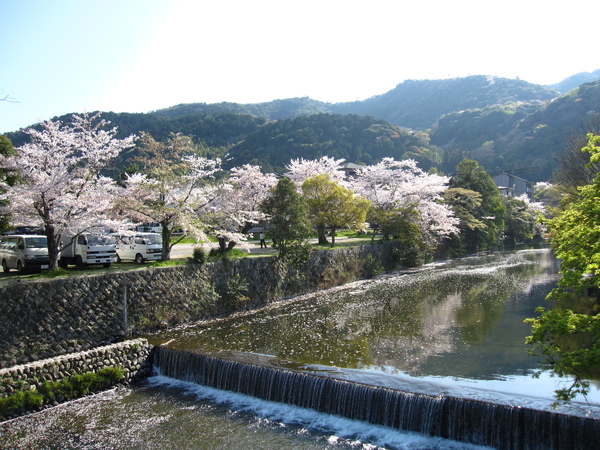 水上櫻花