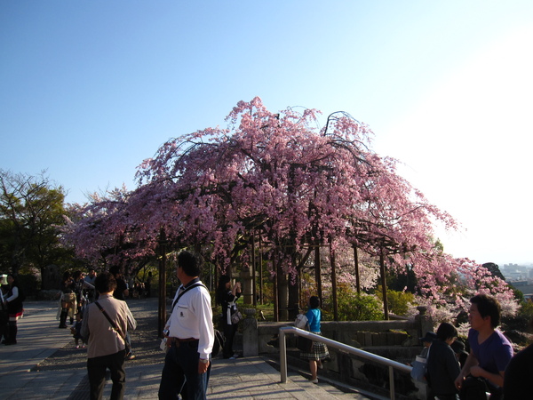 清水寺櫻花