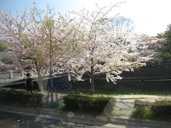 平安神宮外的櫻花