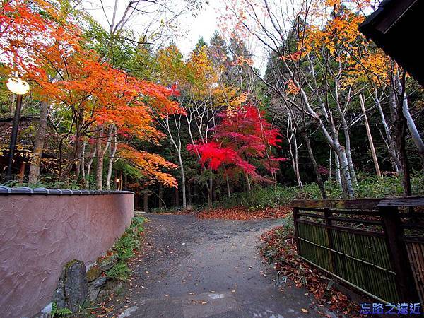 51二本葦束楓葉小徑.jpg