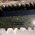 12白川鄉游魚.jpg