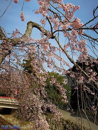 19嚴島神社疏水道櫻花-1.jpg