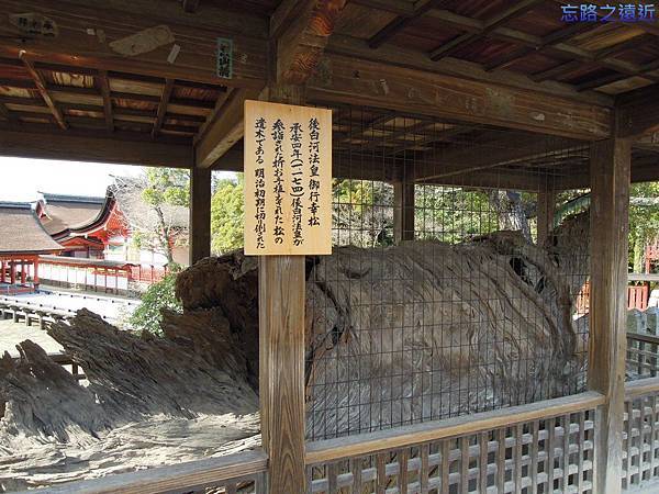 21嚴島神社法王御行幸松.jpg