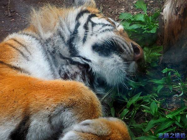 14旭山動物園-老虎.jpg