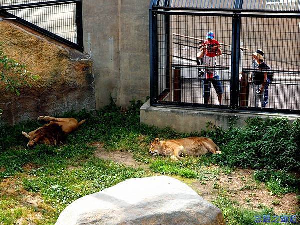 15旭山動物園-獅子.jpg