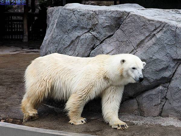 32旭山動物園-北極熊.jpg