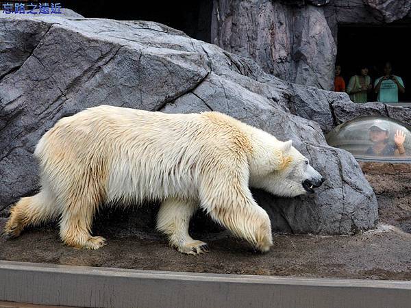 33旭山動物園-北極熊.jpg