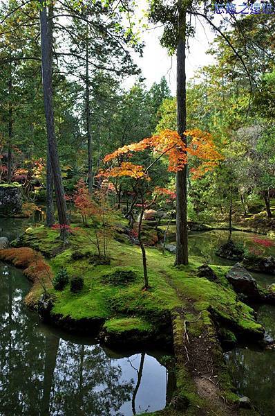 36苔寺黃金湖朝日之島-2.jpg