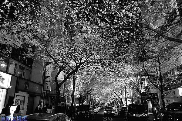 2櫻花通夜櫻-1.jpg