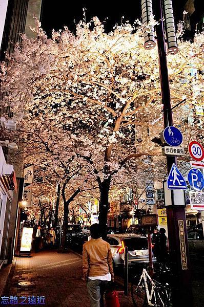 3櫻花通夜櫻-2.jpg