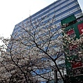 15櫻花通大樓與櫻花-1.jpg