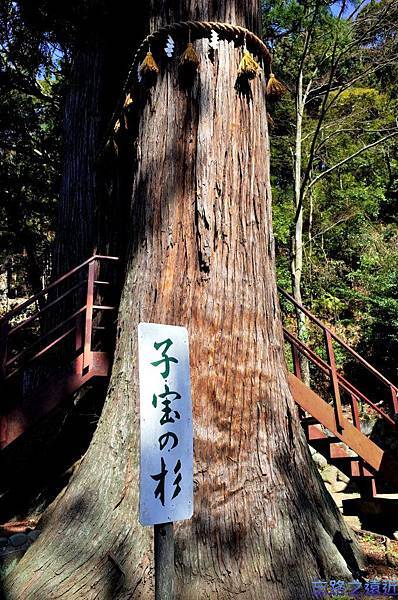 40日枝神社子宝之杉-2.jpg