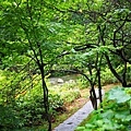 14定山溪溫泉往豐平川小路.jpg