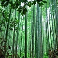 6野宮神社前竹林.jpg