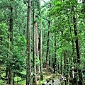 6飛瀧神社參道.jpg