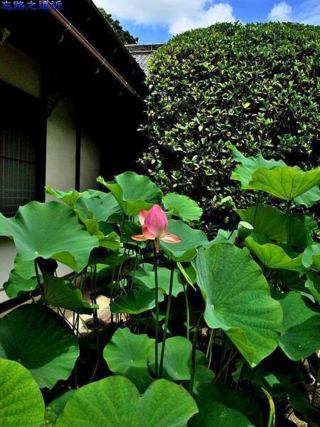 47唐招提寺本坊蓮花-3.jpg