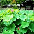 49唐招提寺藥草園蓮花-1.jpg