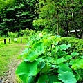 50唐招提寺藥草園蓮花-2.jpg