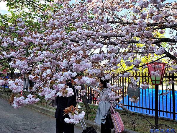 36大阪造幣局櫻花.jpg